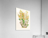 Ansellia congoensis Acrylic Print