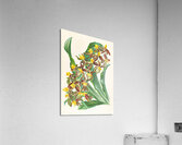 Catasetum rodigasianum Acrylic Print