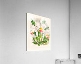 Cattleya kimballiana Impression acrylique