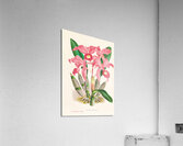 Cattleya Lawrenceana Acrylic Print