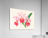 Cattleya gigas Acrylic Print