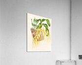 Brassia caudata  Acrylic Print