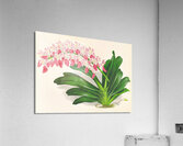 Aerides maculosum Acrylic Print