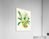 Bolbophyllum lobbi Acrylic Print