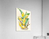 Catasetum macrocarpum Impression acrylique