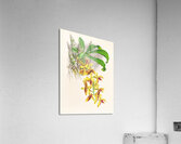 Catasetum galeritum Acrylic Print