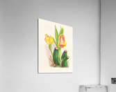 Anguloa Ruckeri var media Acrylic Print