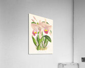 Cattleya Trianae Acrylic Print