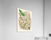 Cleisostoma Guiberti Acrylic Print