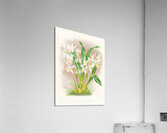 Coelogyne ocellata Acrylic Print