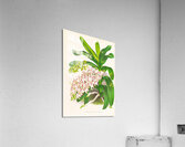 Aerides Odoratum Acrylic Print