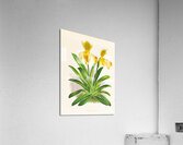 Cypripedium sallieri Impression acrylique