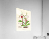 Cypripedium superbiens  Acrylic Print