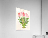 Masdevallia lindeni var grandiflora  Acrylic Print