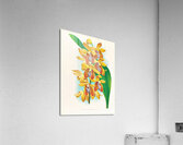 Houlletia brocklehurstiana  Acrylic Print