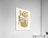 Galendra devoniana Acrylic Print