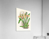 Cypripedium nitens Acrylic Print