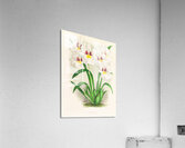 Miltonia roezli Acrylic Print