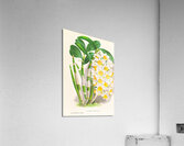 Dendrobium thyrsiflorum Acrylic Print