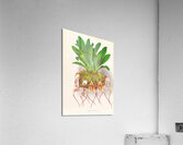 Masdevallia Roezli Acrylic Print