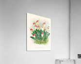Masdevallia reichenbachiana  Acrylic Print