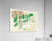 Dendrobium infundibulum Acrylic Print