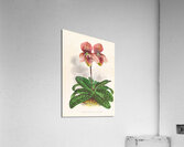 Cypripedium tessellatum Acrylic Print