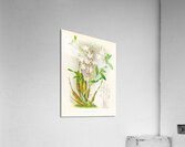 Dendrobium crumenatum Acrylic Print