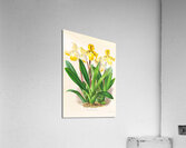 Cypripedium Druryi Acrylic Print