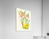 Miltonia blunti Acrylic Print