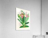 Cypripedium orphanum Acrylic Print
