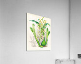 Epidendrum prismatocarpum Acrylic Print