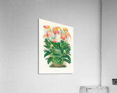 Masdevallia ignea Acrylic Print