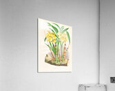 Galeandra flaveola Acrylic Print