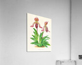 Cypripedium fraseri Acrylic Print