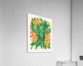 Epidendrum vitellinum Acrylic Print