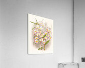 Dendrobium devonianum  Acrylic Print