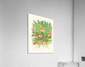 Masdevallia bella Acrylic Print