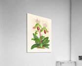 Cypripedium callosum Acrylic Print