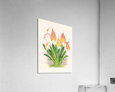 Masdevallia veitchiana  Acrylic Print