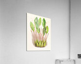 Dendrobium Inauditum Acrylic Print