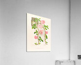 Dendrobium bracteosum Acrylic Print