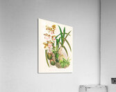 Epidendrum atropurpureum Acrylic Print