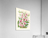 Dendrobium superbum var anosmum  Acrylic Print