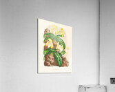 Cypripedium tonkinense Acrylic Print