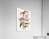 Epidendrum Paniculatum Acrylic Print