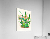 Maxillaria longisepala Acrylic Print