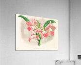 Laella elegans var houtteana Acrylic Print