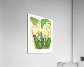 Lycaste costata Acrylic Print