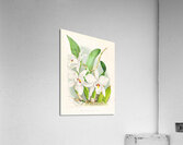 Laelia anceps var hyeana Acrylic Print